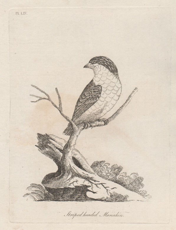 Item #1655 Striped headed Manakin (Pardalote) (Tasmania). John Latham.