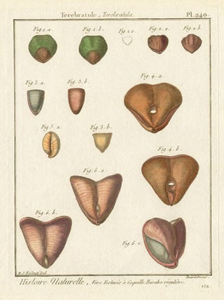 Item #1667 Redoute shells. Benard after Henry Joseph Redoute