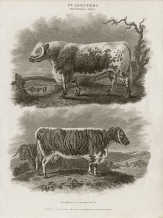 Item #1670 Long-Horned or Lancashire Breed. J Scott after Sydenham Edwards