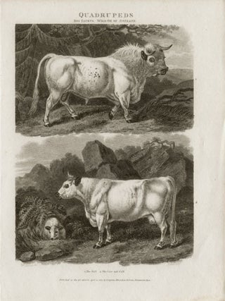 Item #1671 The Bull & The Cow and Calf. J Scott after Sydenham Edwards