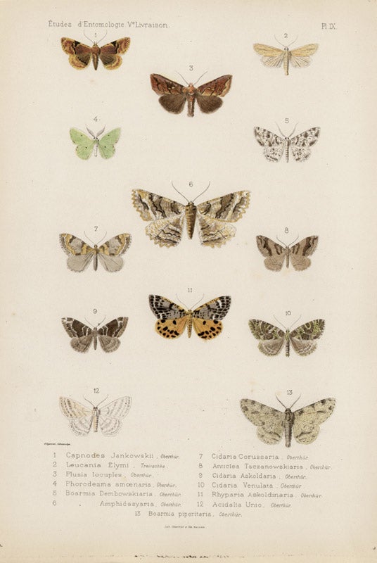Item #1678 Oberthur butterfly and moths. Charles Oberthur.