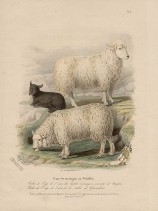 Item #1696 Low Domestic Breeds - Wicklow Sheep. Hermann Eichens, from a., W Nicholson after a.,...