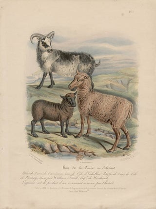 Item #1697 Low Domestic Breeds - Shetland and Orkney Island Sheep. Hermann Eichens, from a., W...