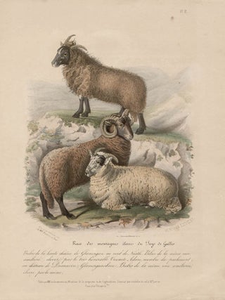 Item #1698 Low Domestic Breeds - Higher Welsh Mountains Sheep. Hermann Eichens, from a., W...