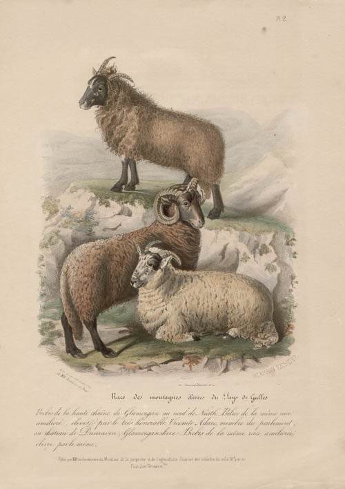 Item #1698 Low Domestic Breeds - Higher Welsh Mountains Sheep. Hermann Eichens, from a., W Nicholson after a., William Shiels.