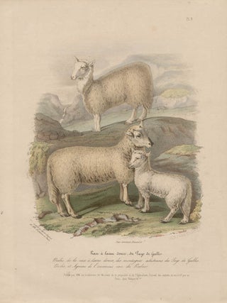 Item #1699 Low Domestic Breeds - Soft-woolled Sheep of Wales. Hermann Eichens, from a., W...