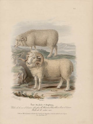 Item #1700 Low Domestic Breeds - The English Forest Sheep. Hermann Eichens, from a., W Nicholson...