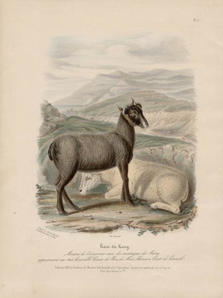 Item #1701 Low Domestic Breeds - Kerry Sheep. Hermann Eichens, from a., W Nicholson after a.,...