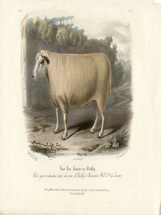 Item #1702 Low Domestic Breeds - New Leicester Sheep. Hermann Eichens, from a., W Nicholson after...