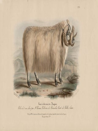 Item #1703 Low Domestic Breeds - Black-Faced Heath Sheep (Ram). Hermann Eichens, from a., W...