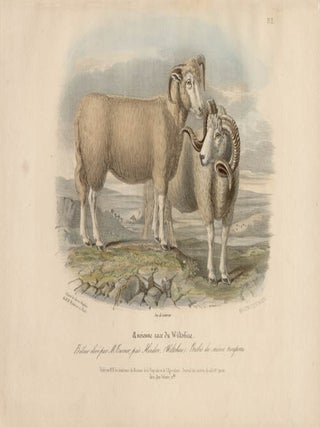 Item #1704 Low Domestic Breeds - Old Wiltshire Sheep. Hermann Eichens, from a., W Nicholson after...