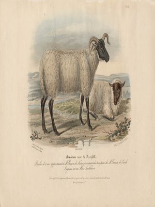 Item #1705 Low Domestic Breeds - Old Norfolk Sheep. Hermann Eichens, from a., W Nicholson after...