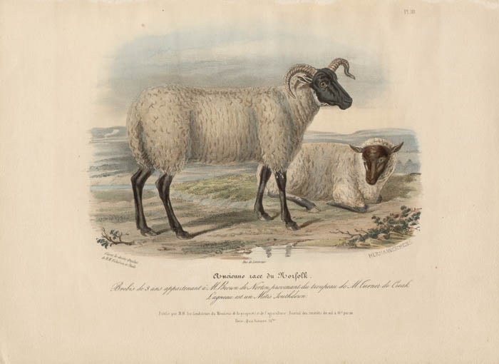 Item #1705 Low Domestic Breeds - Old Norfolk Sheep. Hermann Eichens, from a., W Nicholson after a., William Shiels.