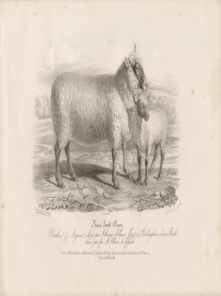 Item #1707 Low Domestic Breeds - South Down Sheep (Ewe). Hermann Eichens, from a., W Nicholson...