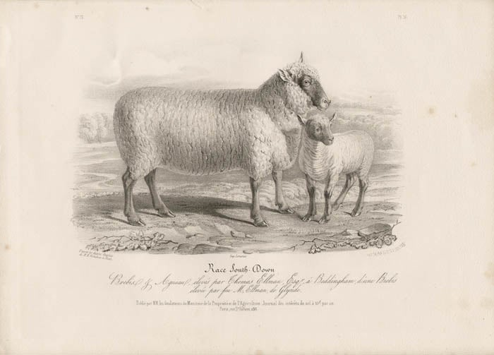 Item #1707 Low Domestic Breeds - South Down Sheep (Ewe). Hermann Eichens, from a., W Nicholson after a., William Shiels.