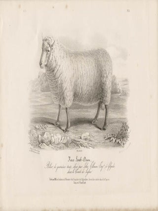 Item #1708 Low Domestic Breeds - South Down Sheep (Ram). Hermann Eichens, from a., W Nicholson...