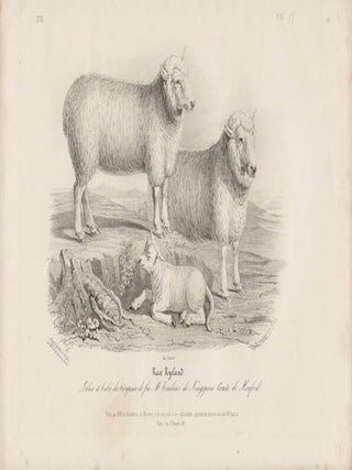 Item #1710 Low Domestic Breeds - Ryeland Sheep. Hermann Eichens, from a., W Nicholson after a.,...