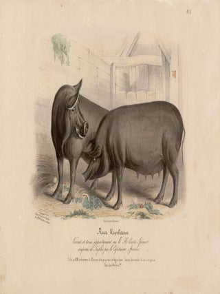 Item #1711 Low Domestic Breeds - Neapolitan Pig. Hermann Eichens, from a., W Nicholson after a.,...