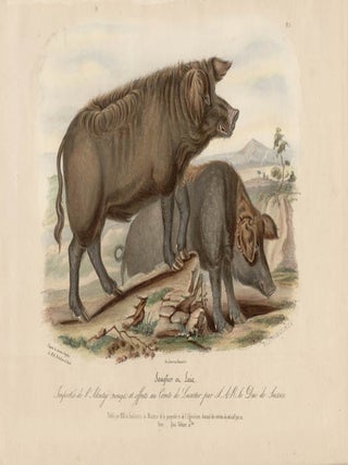 Item #1712 Low Domestic Breeds - Wild Boar and Sow. Hermann Eichens, from a., W Nicholson after...