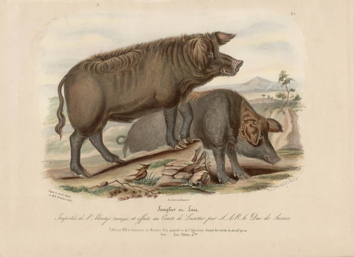 Item #1712 Low Domestic Breeds - Wild Boar and Sow. Hermann Eichens, from a., W Nicholson after a., William Shiels.