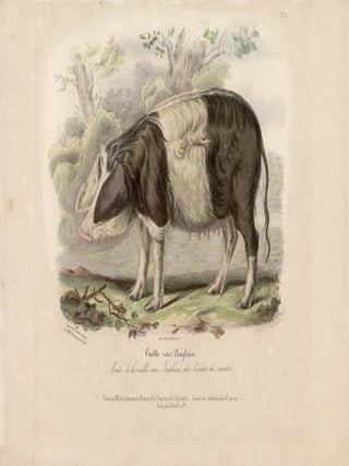 Item #1713 Low Domestic Breeds - Old English Pig. Hermann Eichens, from a., W Nicholson after a.,...