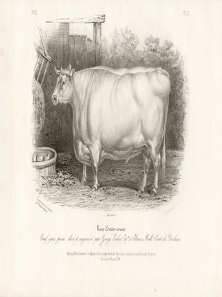 Item #1714 Low Domestic Breeds - Short Horn Cattle. Hermann Eichens, from a., W Nicholson after...