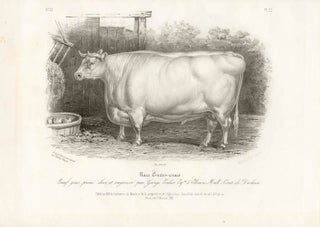 Low Domestic Breeds - Short Horn Cattle. Hermann Eichens, from a.
