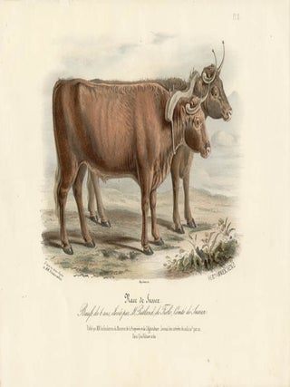 Item #1715 Low Domestic Breeds - Sussex Cattle. Hermann Eichens, from a., W Nicholson after a.,...