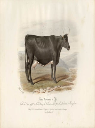 Item #1717 Low Domestic Breeds - Fifeshire Cattle. Hermann Eichens, from a., W Nicholson after...