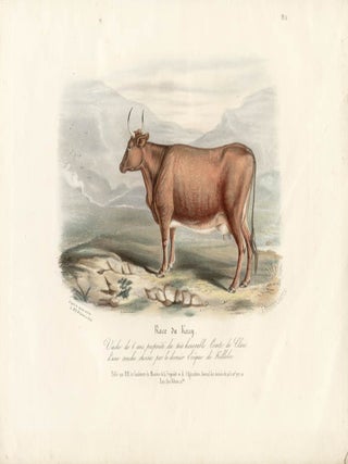 Item #1718 Low Domestic Breeds - Kerry Cattle. Hermann Eichens, from a., W Nicholson after a.,...