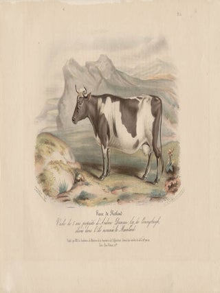 Item #1719 Low Domestic Breeds - Shetland Cattle. Hermann Eichens, from a., W Nicholson after a.,...