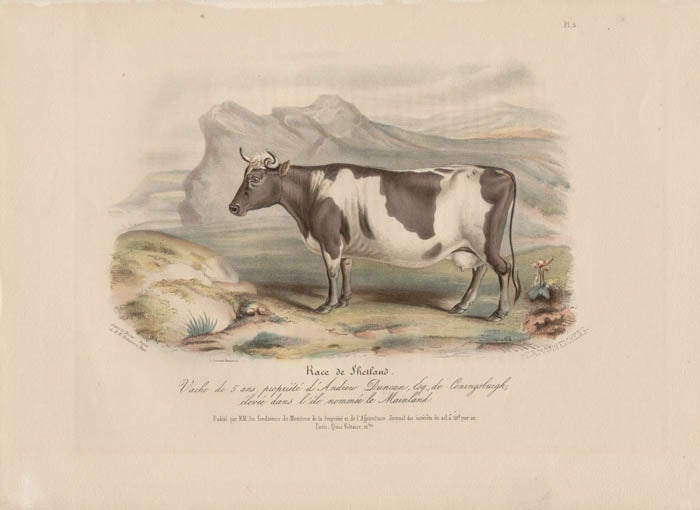 Item #1719 Low Domestic Breeds - Shetland Cattle. Hermann Eichens, from a., W Nicholson after a., William Shiels.