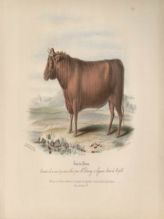 Item #1721 Low Domestic Breeds - Devon Cattle. Hermann Eichens, from a., W Nicholson after a.,...