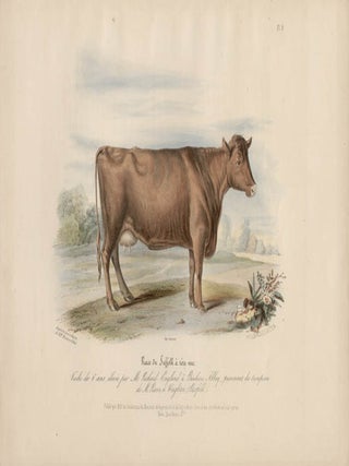 Item #1722 Low Domestic Breeds - Suffolk Cattle. Hermann Eichens, from a., W Nicholson after a.,...