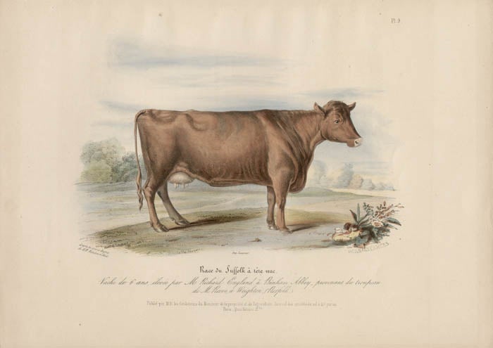 Item #1722 Low Domestic Breeds - Suffolk Cattle. Hermann Eichens, from a., W Nicholson after a., William Shiels.