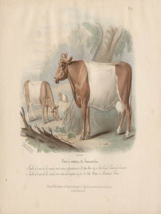 Item #1723 Low Domestic Breeds - Somerset Cattle. Hermann Eichens, from a., W Nicholson after a.,...