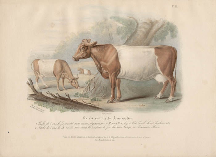 Item #1723 Low Domestic Breeds - Somerset Cattle. Hermann Eichens, from a., W Nicholson after a., William Shiels.