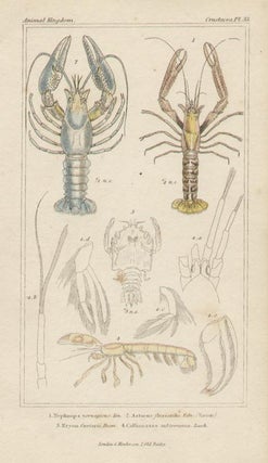 Item #1726 Crustaceans. After Pierre Andre Latreille