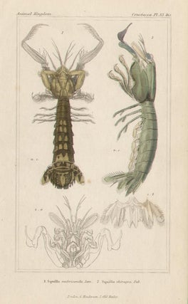 Item #1727 Crustaceans. After Pierre Andre Latreille