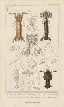 Item #1728 Crustaceans. After Pierre Andre Latreille