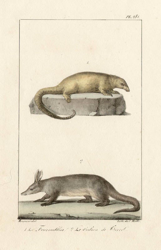 Anteater And Aardvark 