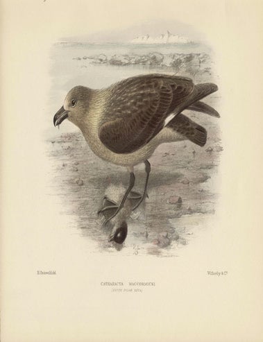 Item #1751 Mathews - South Polar Skua. Henrik Gronvold.
