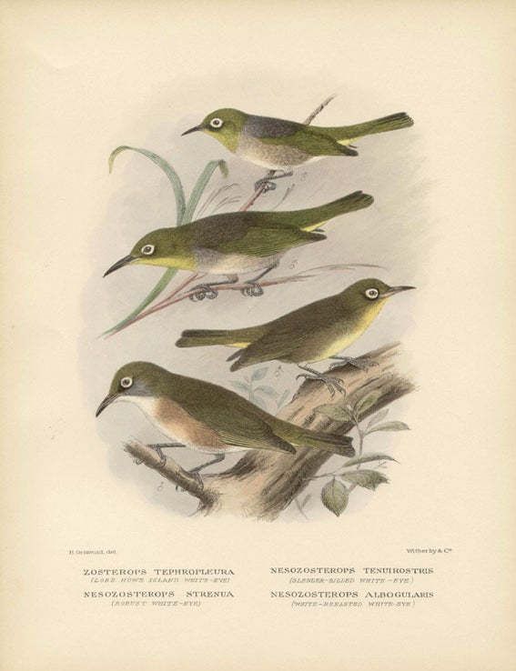 Item #1754 Mathews - Lord Howe Island White-Eye and others. Henrik Gronvold.