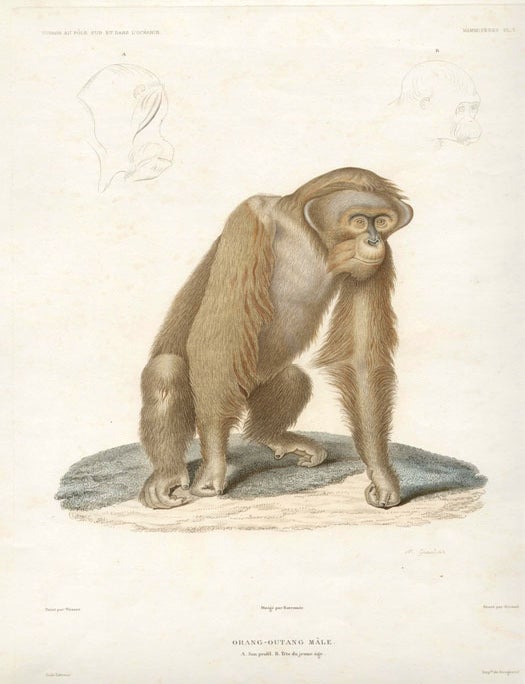 Item #1761 Orang-Outang Male. Giraud after Werner.