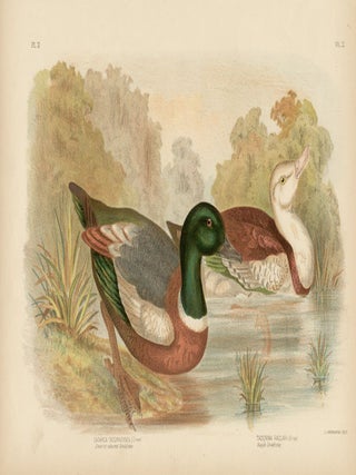 Item #1773 Broinowski - Chestnut coloured Shieldrake and Radjah Shieldrake. Gracius Joseph...