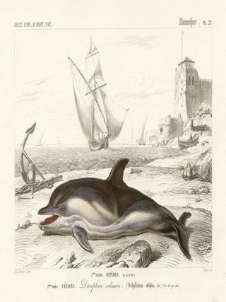 Item #1774 Cetaces - Dauphin ordinaire (Dolphin). Beyer after Edouard Travies