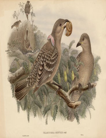 Item #1780 Gould - Chlamydodera Orientalis (Queensland Bower Bird). John Gould, William Hart.