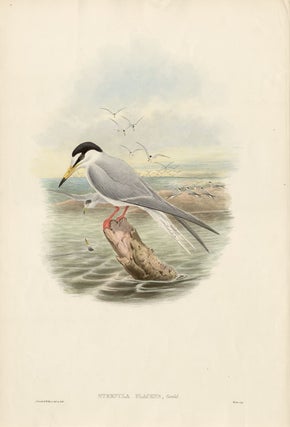 Item #1781 Gould - Sternula Placens (Torres Straits Tern). John Gould, William Hart