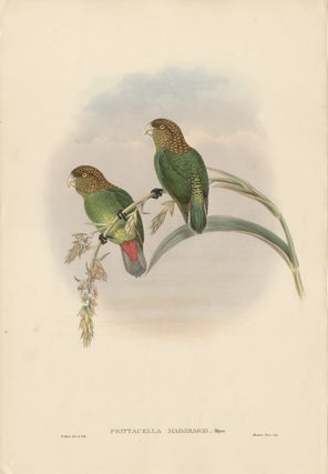 Gould - Psittacella Madaraszi (Madarasz's Parrakeet. William Hart.