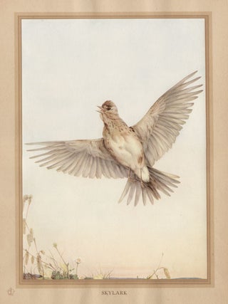 Item #1789 Detmold - Skylark. After Edward J. Detmold